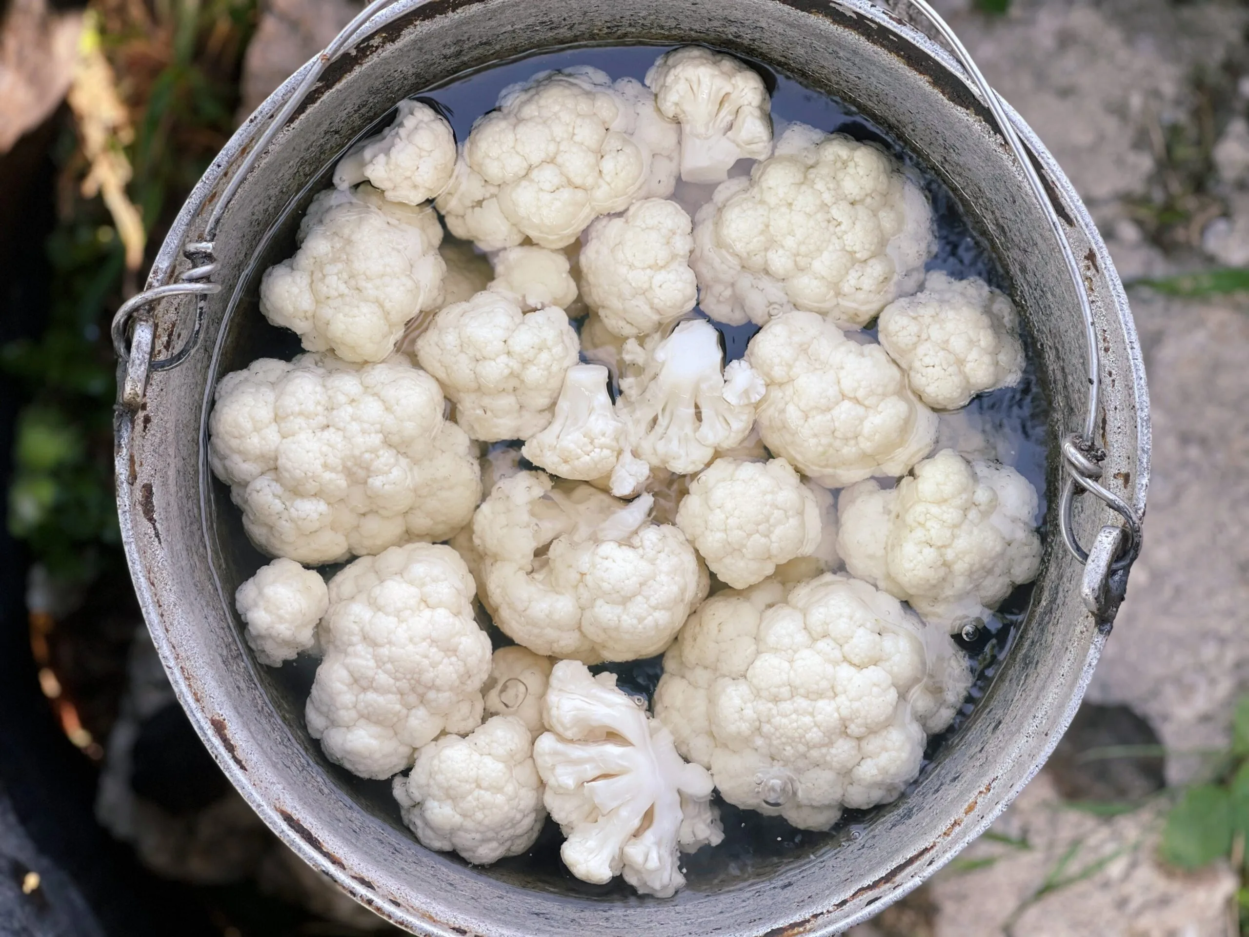 fierbere conopida ciorba